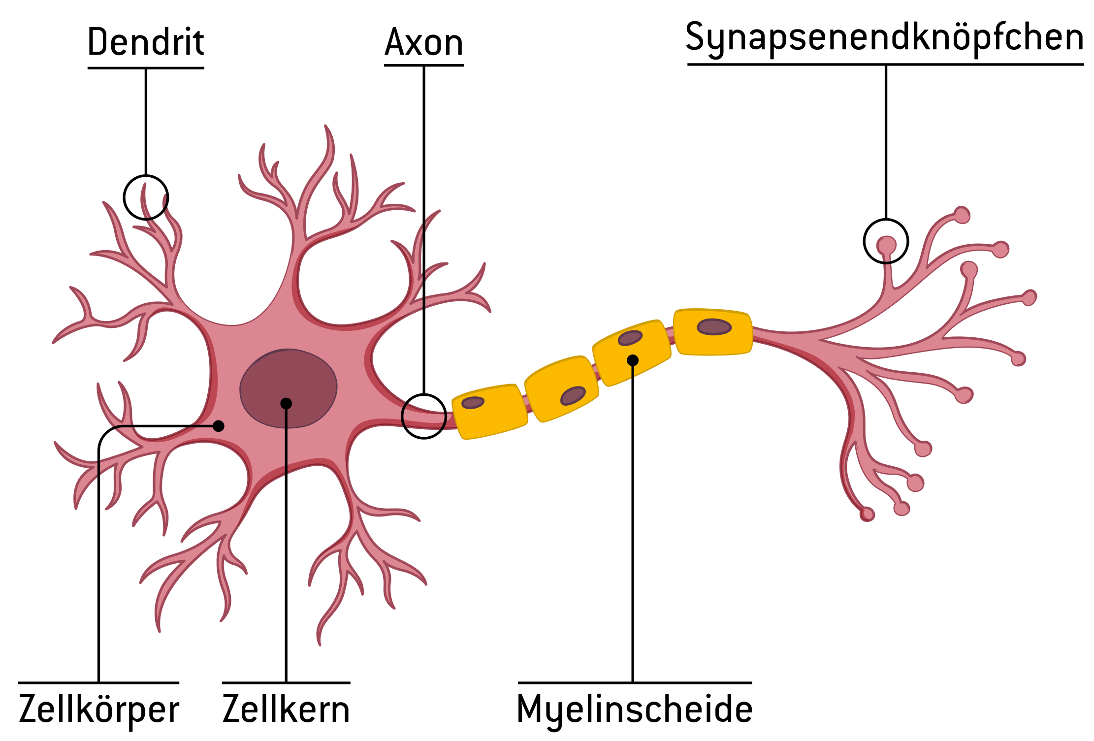 Grafik Neuron vereinfacht